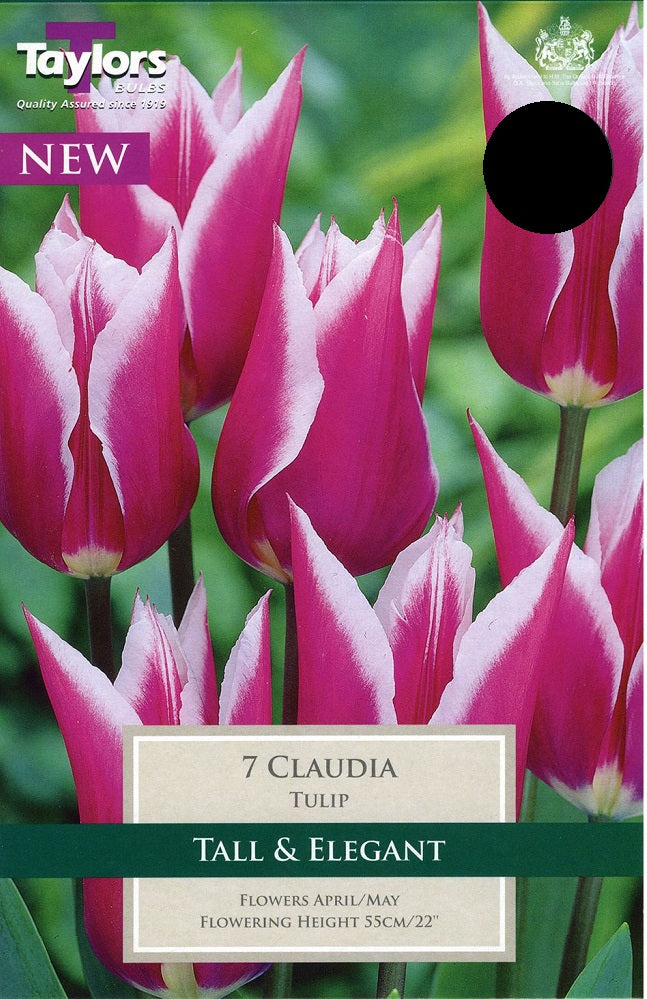 TULIP CLAUDIA