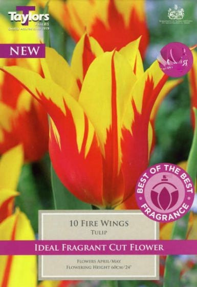 TULIP FIRE WINGS