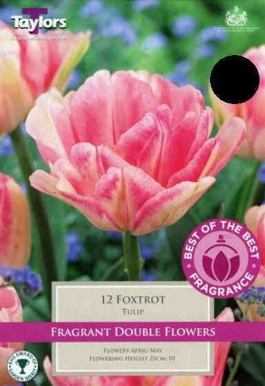 TULIP FOXTROT