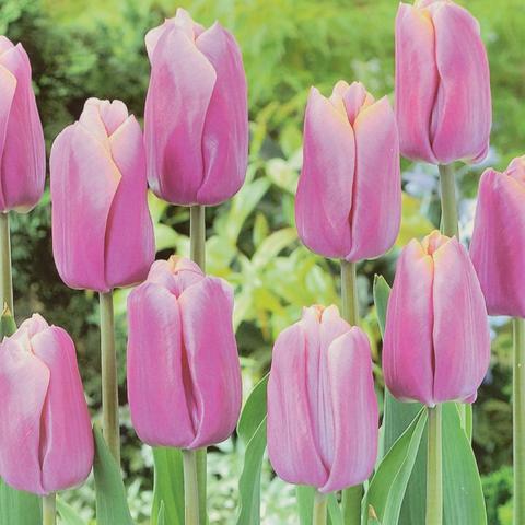 TULIP CREAM COCKTAIL 10 TRAY