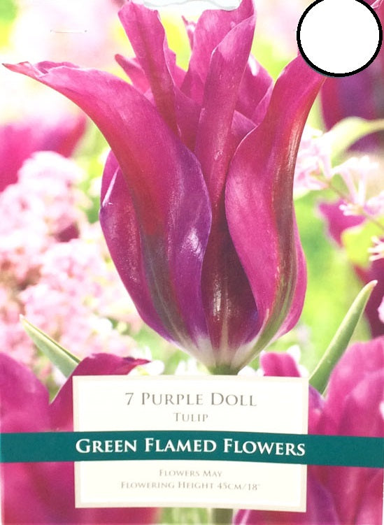 TULIP PURPLE DOLL X 10