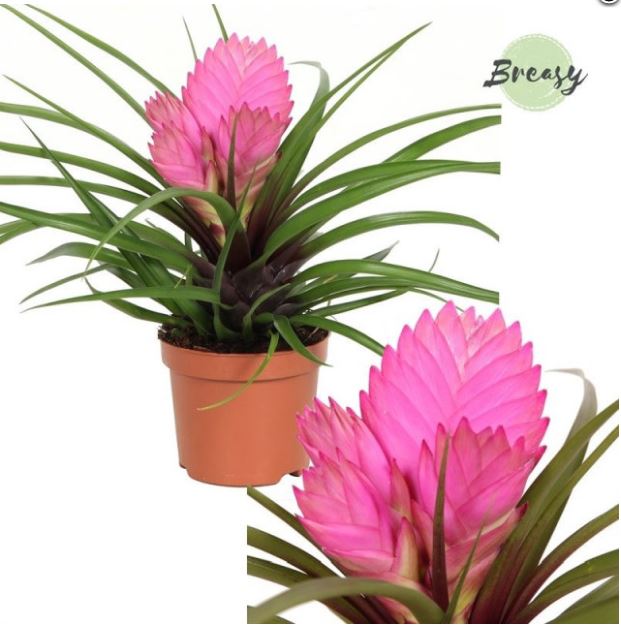 Pink Quill Plant (Tillandsia cyanea Josee)