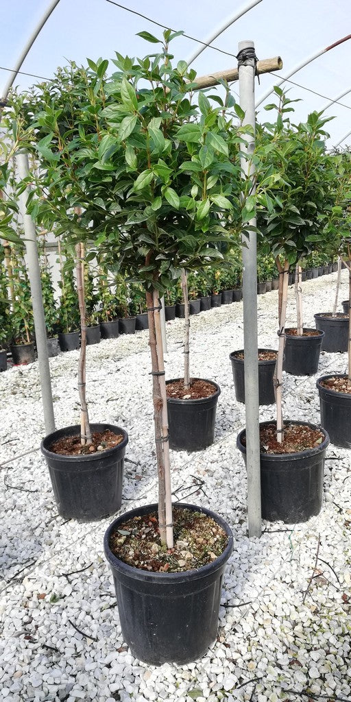 VIBURNUM tinus Eva Price 1/2 Std
