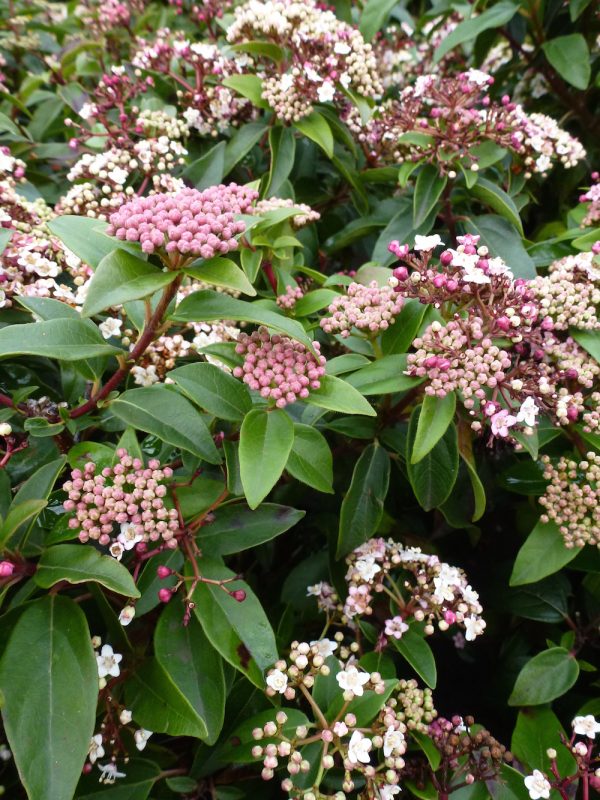 VIBURNUM tinus Eva Price 1/2 Std