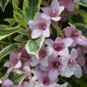 Weigela florida Variegata