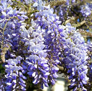 Wisteria sinensis Prolific  S-pot(2,25 L)