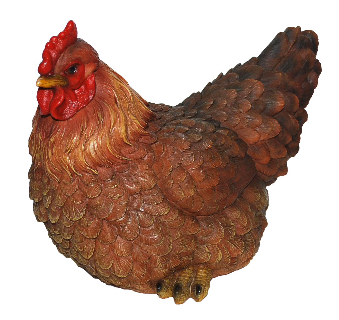 Real Life Laying Hen D