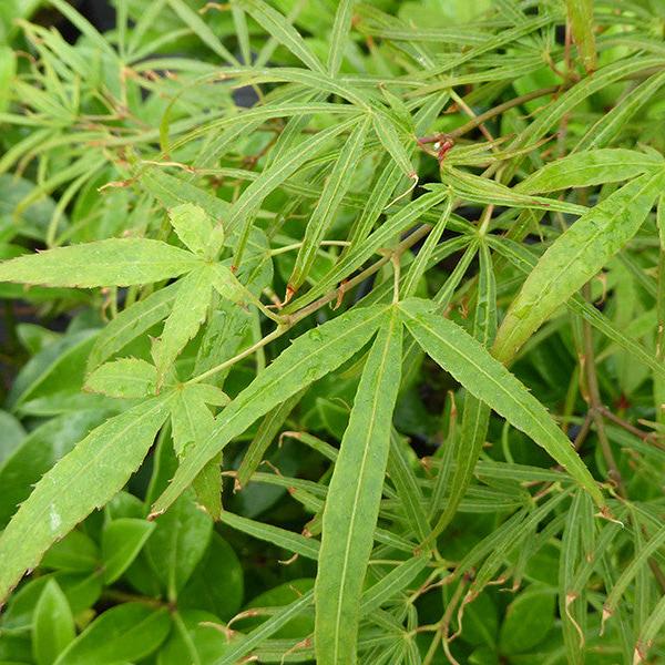 Acer pal. Linearilobum (150-175 cm 25L)