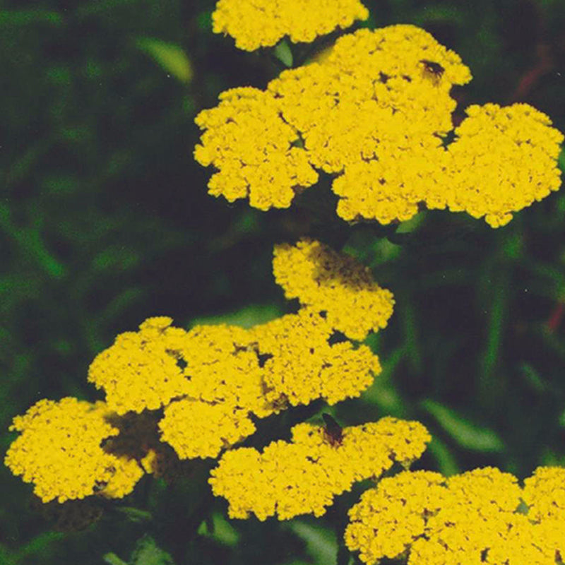 Achillea fill. Cloth of Gold