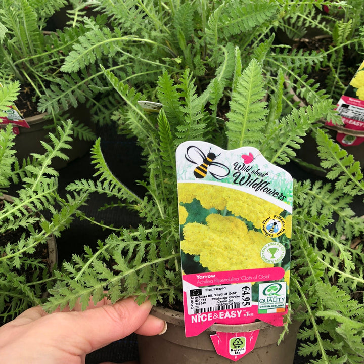 Achillea fill. Cloth of Gold