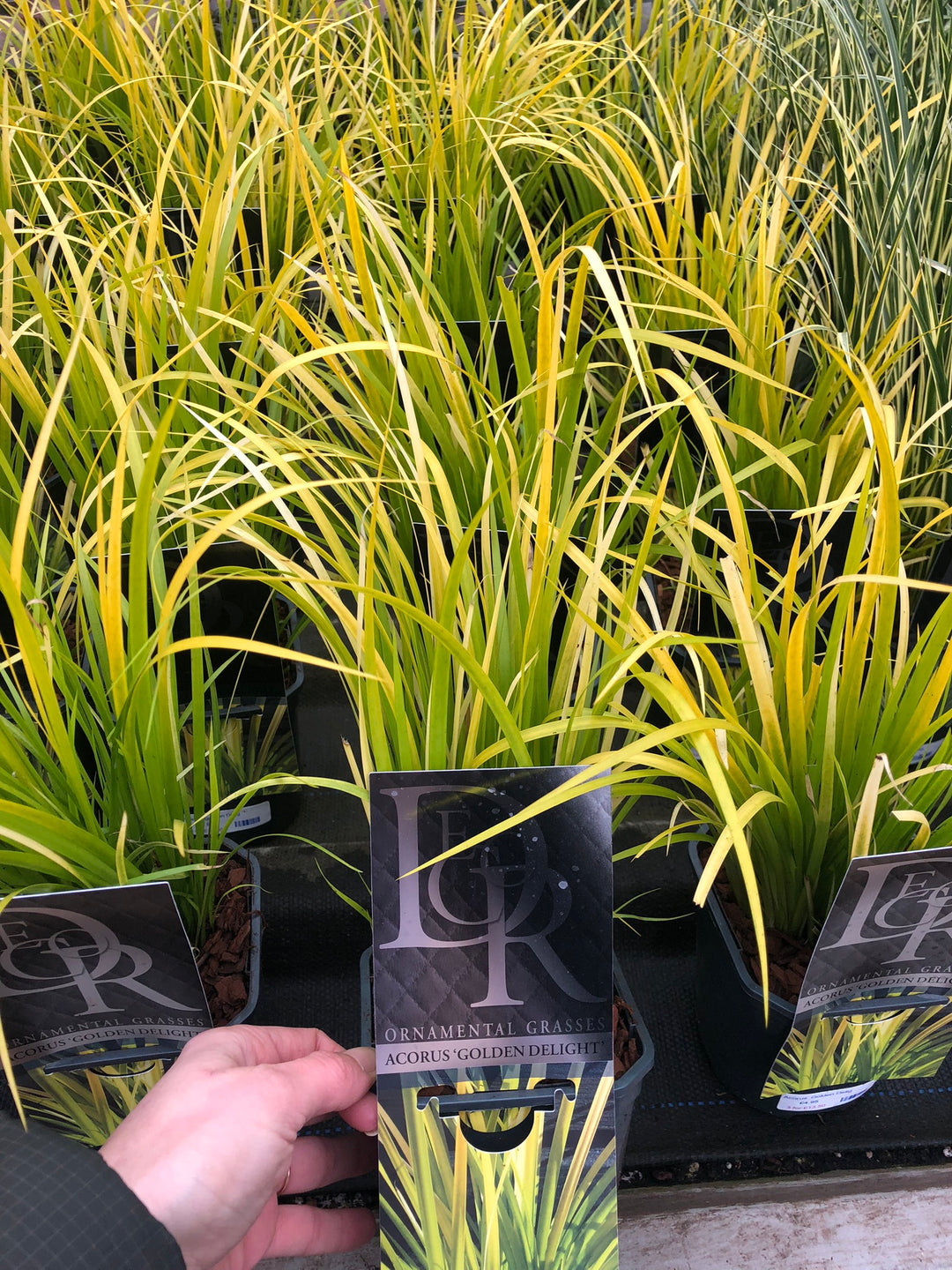 Acorus Golden Delight