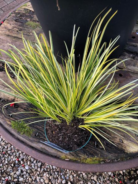 Acorus graminus Ogon