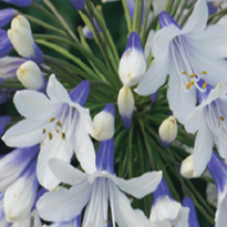 Agapanthus Twister