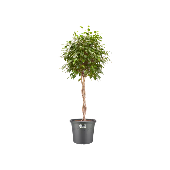 Algarve Cilindro Anthracite Ø48cm Wheels