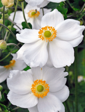 Windflower (Anemone Hybrida Honorine Jobert)