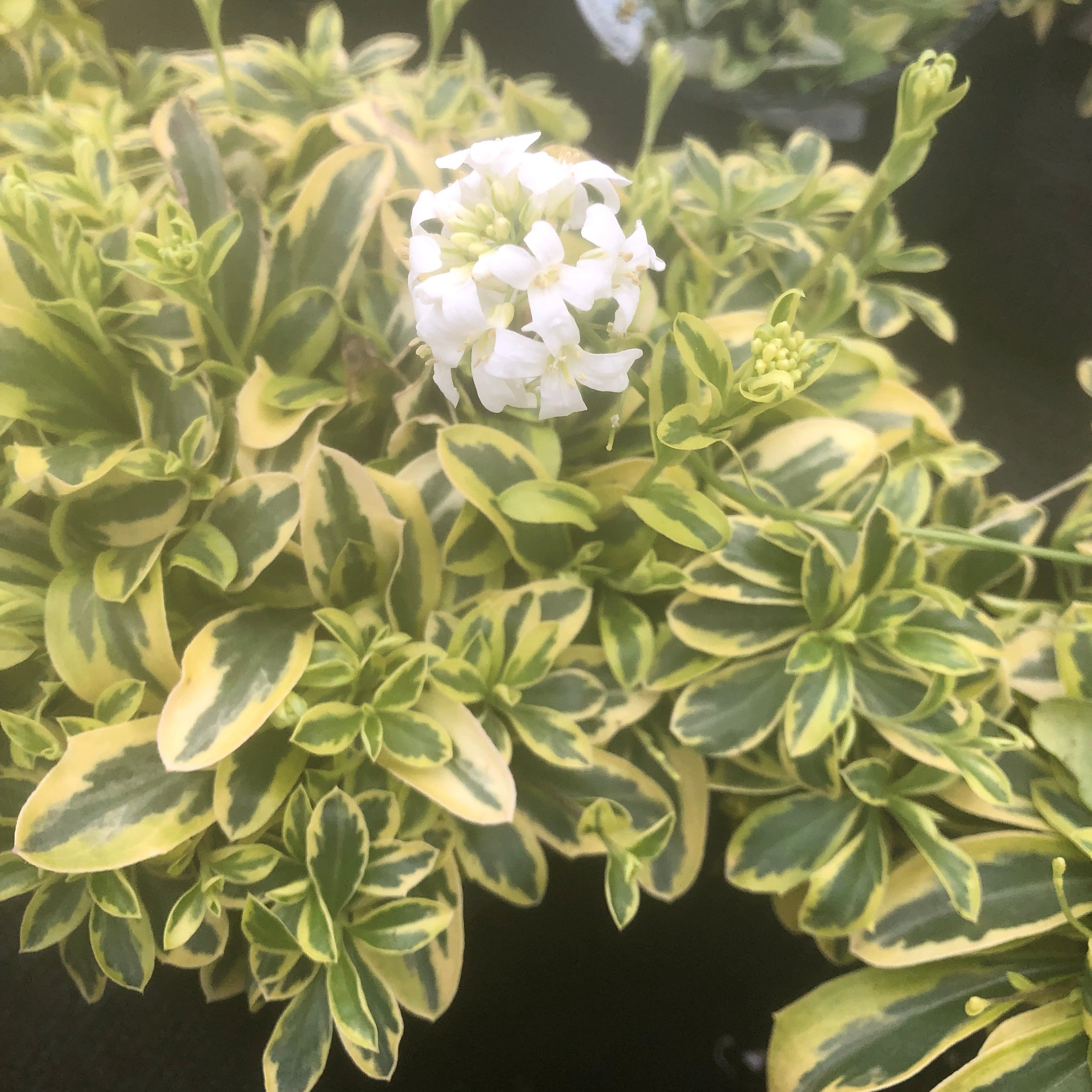 Buy Arabis Ferdinand-Coburgii Variegata Online