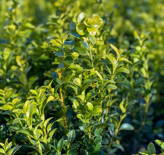 Buxus semp Pyramid 90-100cm