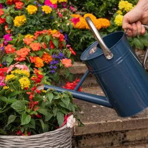 Westland BOOST All Purpose Liquid Plant Food 1Ltr