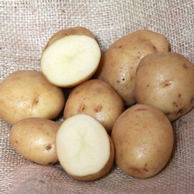 Seed Potato BRITISH QUEEN