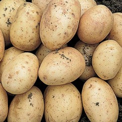 Seed Potato CARLINGFORD