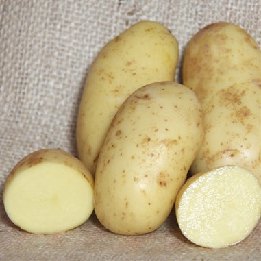 Seed Potato CHARLOTTE