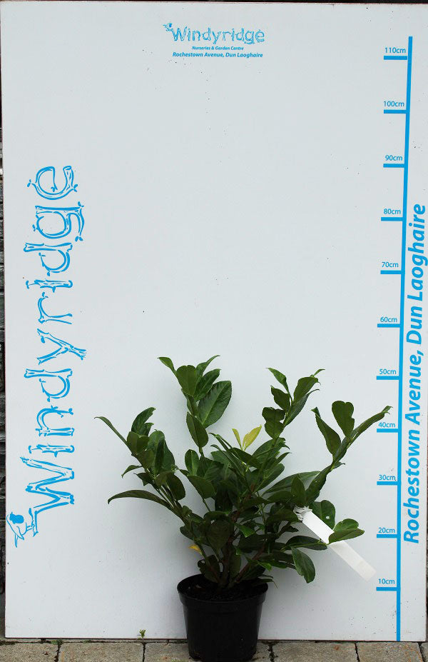 Prunus l. Rotundifolia 2L