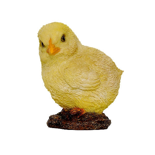 NF Chicks D