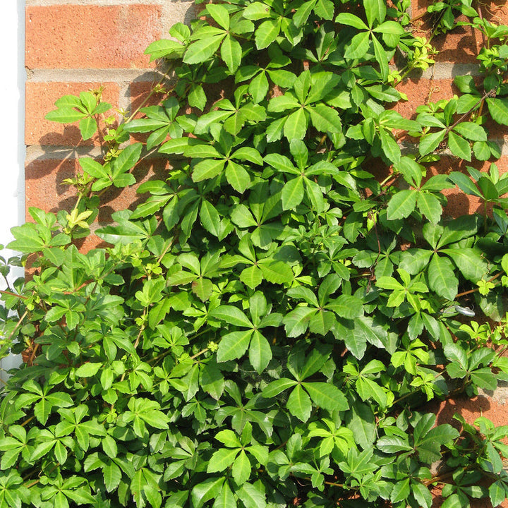 Cissus-Striata-Leaf