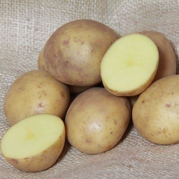 Seed Potato COLLEEN