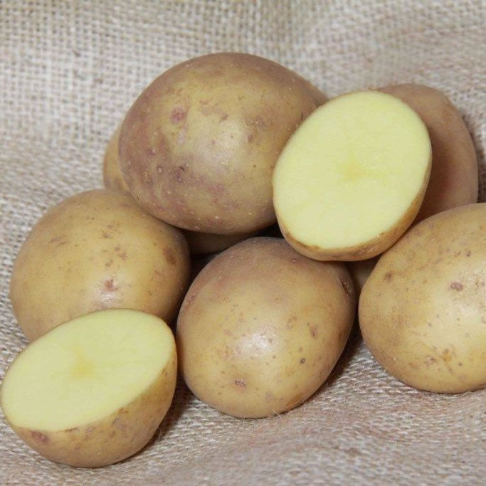 Seed Potato COLLEEN