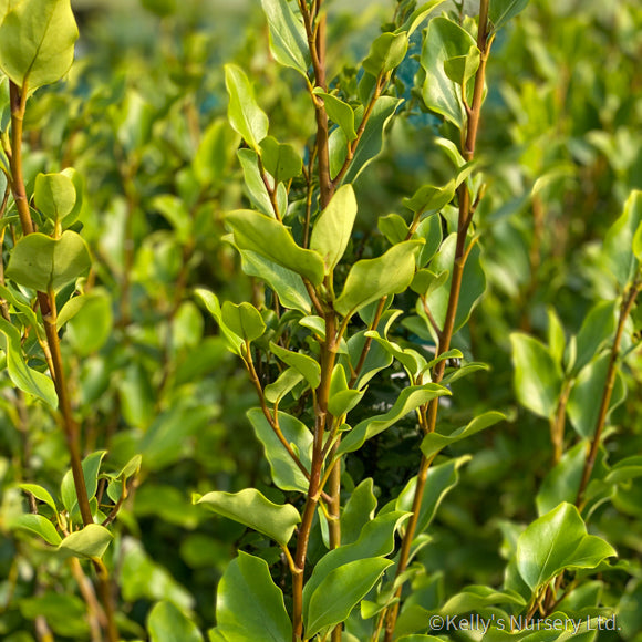 Griselinia littoralis