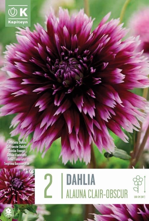 DAHLIA ALAUNA CLAIR-OBSCUR x 2