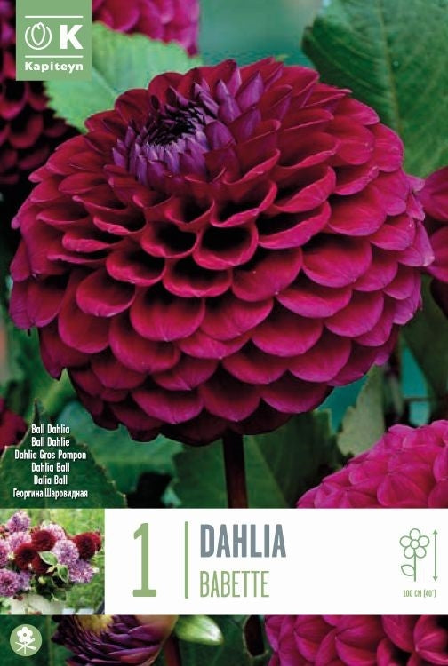 DAHLIA BABETTE x 1