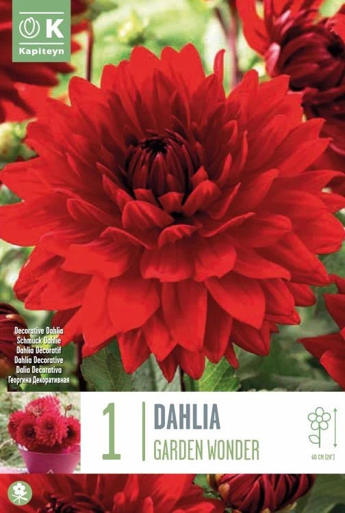 DAHLIA GARDEN WONDER x 1