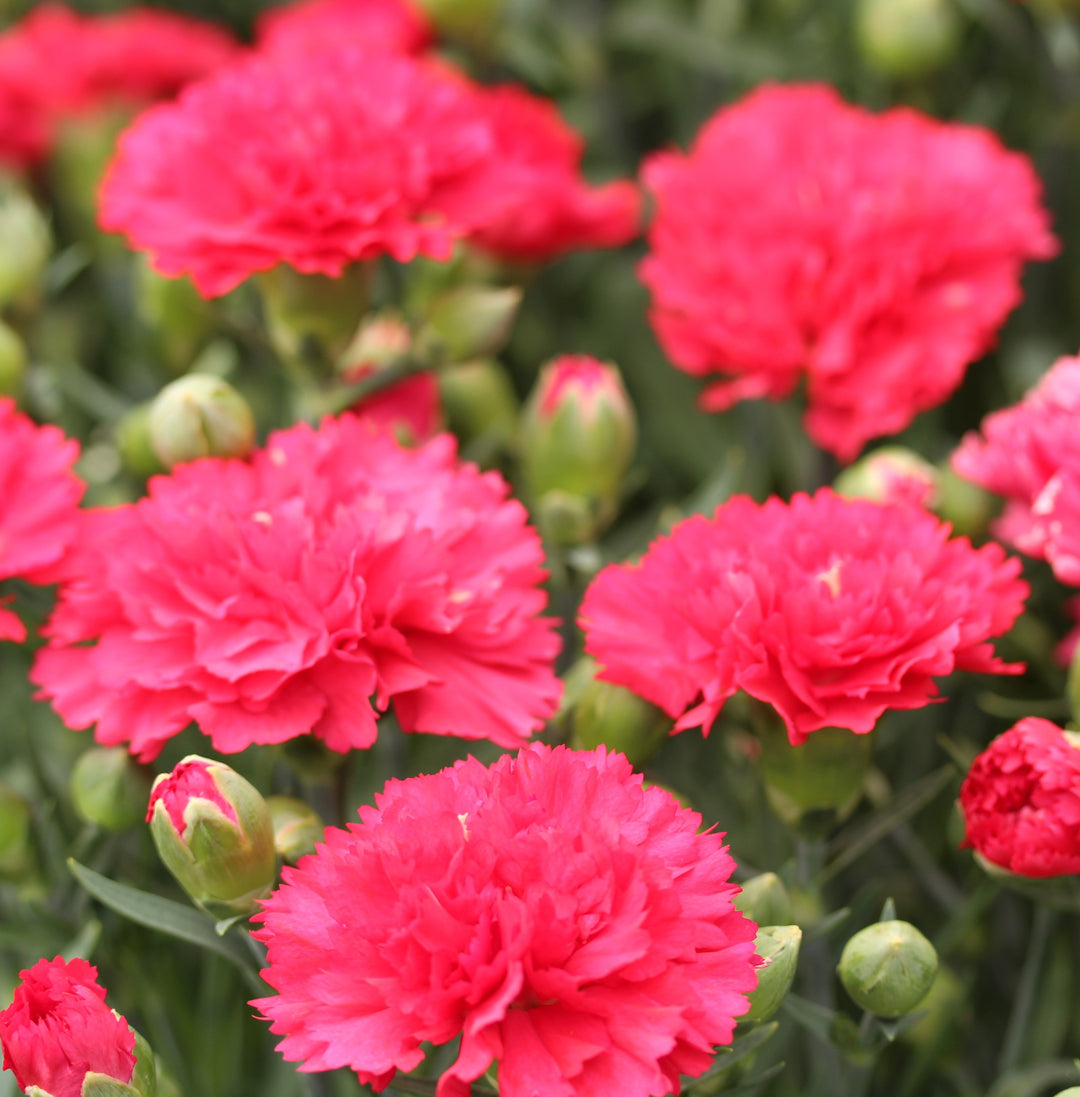 DIANTHUS sunflor Cerise Bling Bling