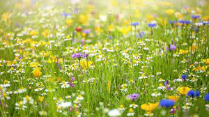 Lawn Meadow Natural