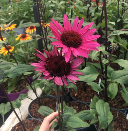 ECHINACEA purp. Fatal Attraction
