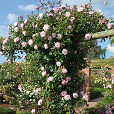 David Austin The Generous Gardener Climbing