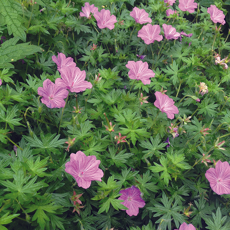 Geranium Blushing Turtle