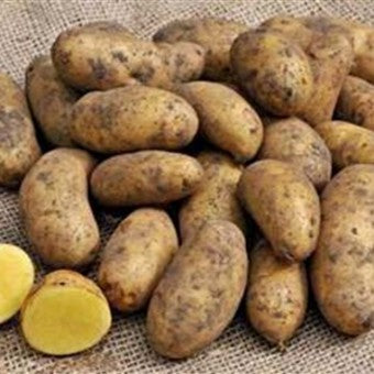 Seed Potato GOLDEN WONDER