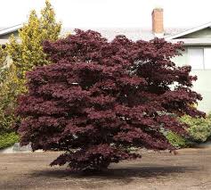 Acer pal. Bloodgood