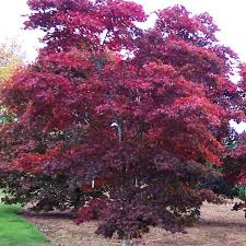Acer pal. Bloodgood