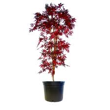 Acer pal. Bloodgood