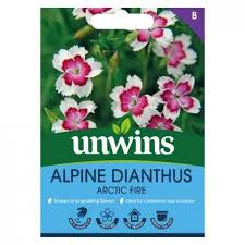 Alpine Dianthus Little Maiden