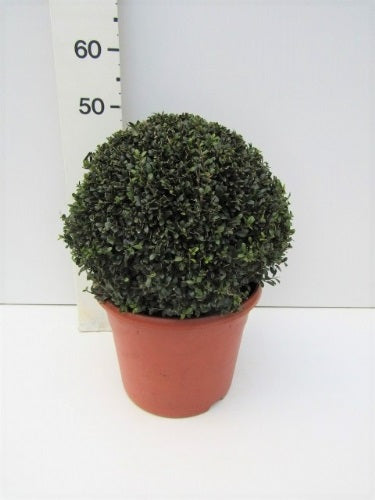 Ilex crenata Stokes 40 CM BALL C12