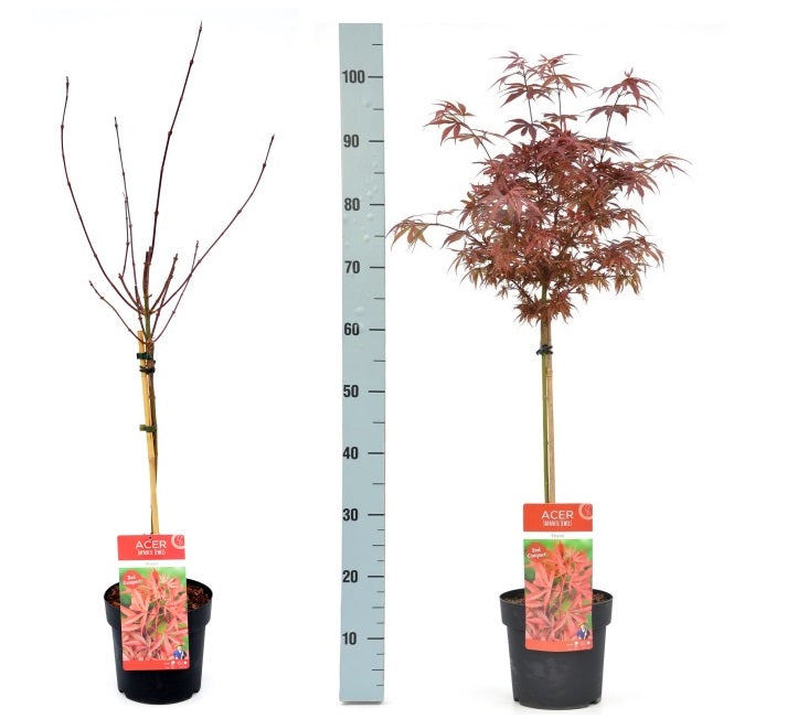 Acer palmatum Shaina  approx 40cm Stem
