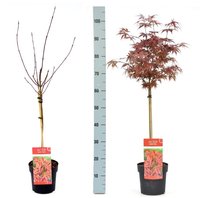 Acer palmatum Shaina  approx 40cm Stem