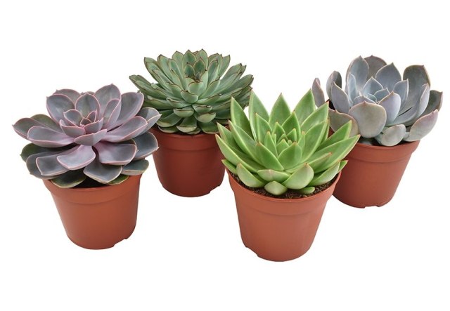 succulents dublin Buy Succulent Plant Echeveria Mix (12Cm Pot) Online