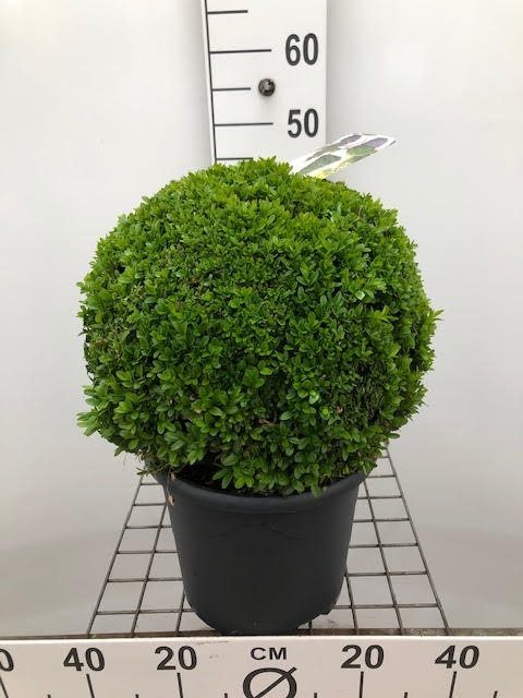 Buxus-semp-Ball-Potted- 4