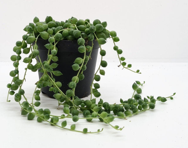 String of Pearls Senecio Rowleyanus (8cm Pot)